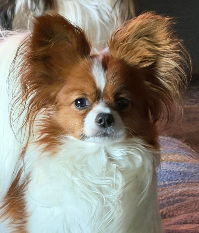 4 Paws Piper's Legacy Papillons
