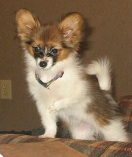 4 Paws Piper's Legacy Papillons
